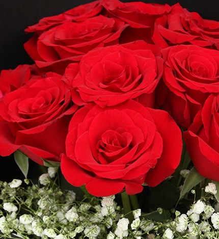 11 Stems Red Rose with Some Babysbreath - Angelic Flower